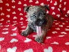  - chiots cairn-terrier pure race 