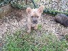  - Chiots cairn-terrier pure race 