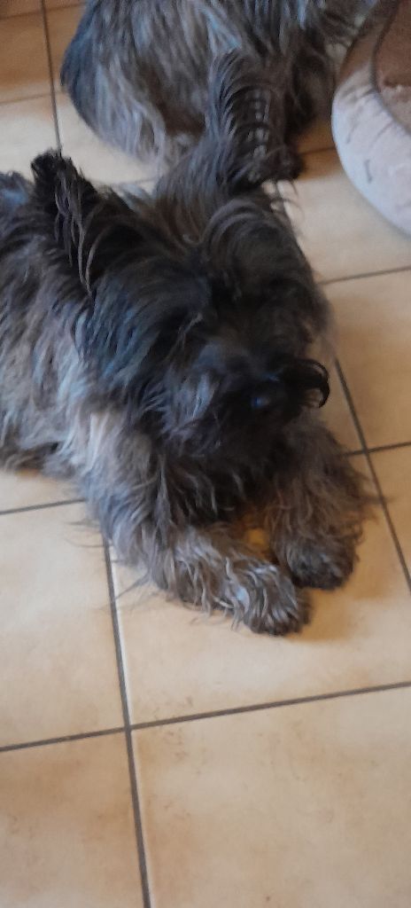 Simba De la paix retrouvee
